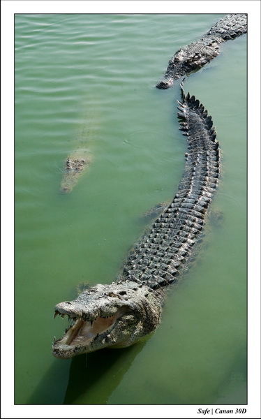 2006 - 08 - Pattaya - Crocodile farm 36